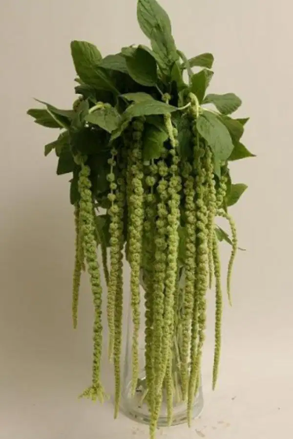 Amaranthu Evergreen Florals - Ramos