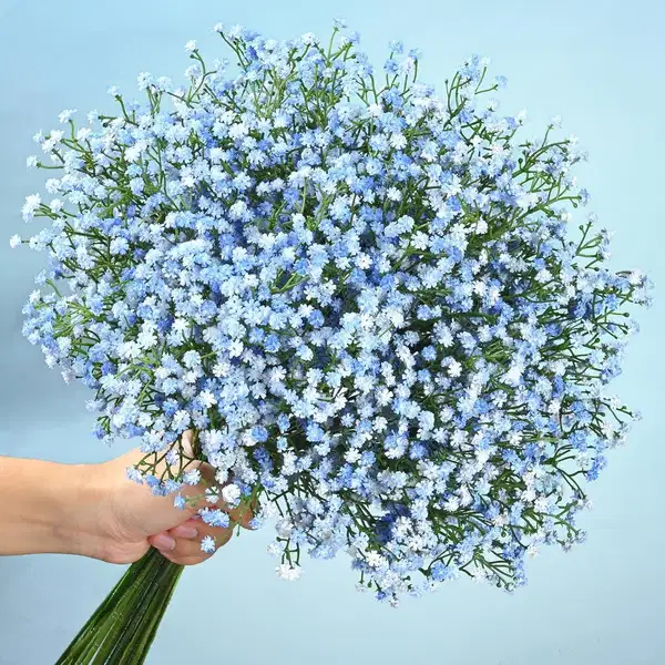 Blue Baby's Breath - Ramos