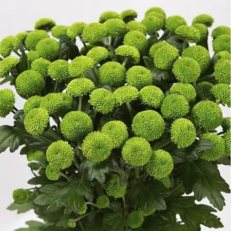 Yoko Ono Mini Button Pom Green Florals - Ramos