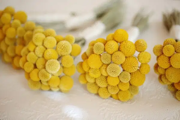 A Pop of Yellow - Ramos