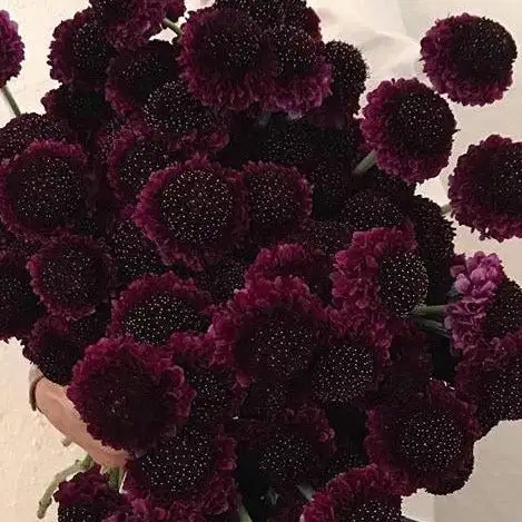 Dark Purple Scabiosa Florals - Ramos