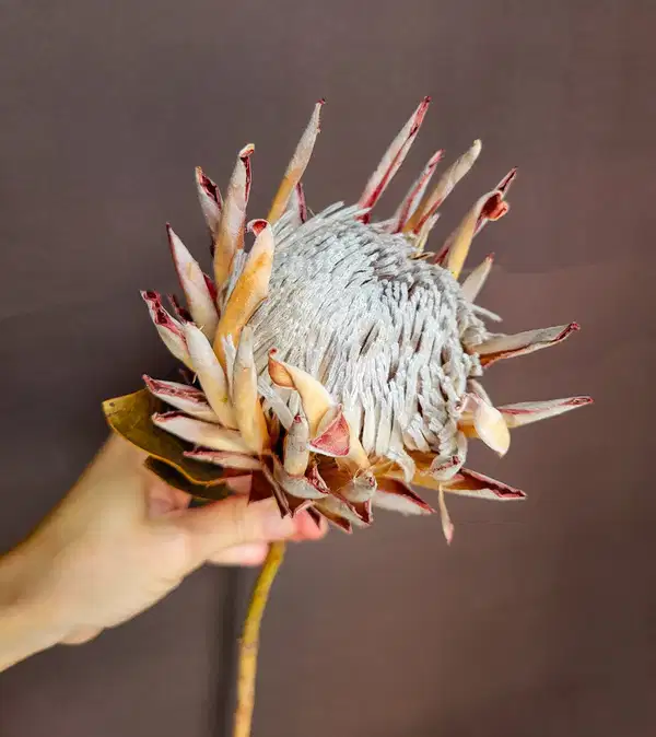 Blush Dried King Protea - Ramos