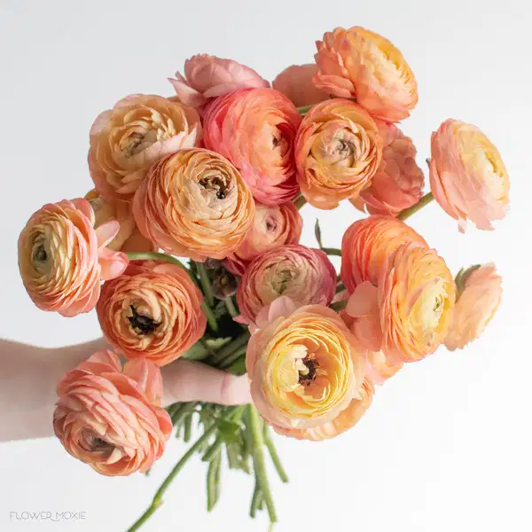 Peach Ranunculus Florals - Ramos
