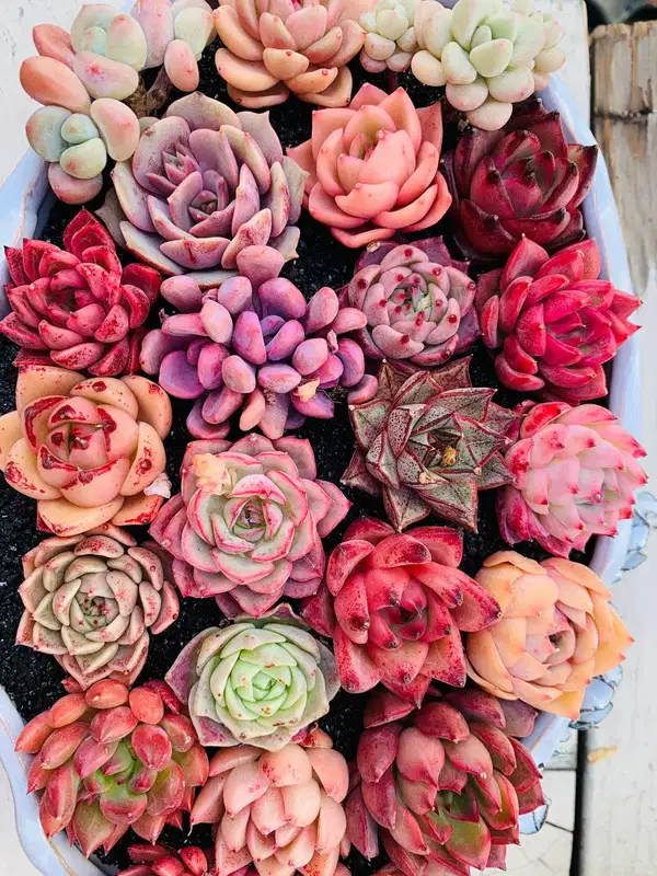 Rose Succulent Floral Arrangement - Ramos