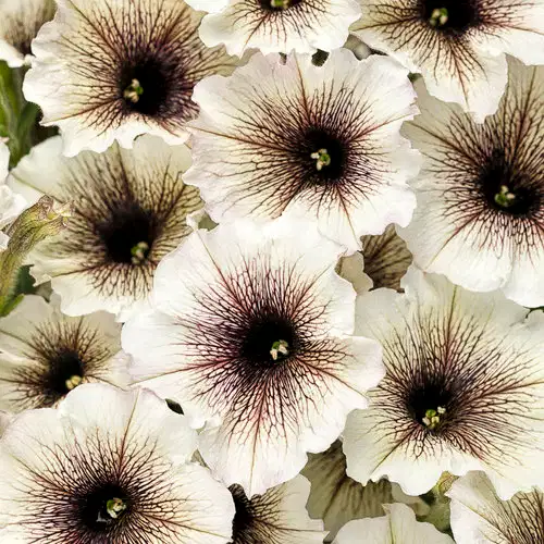 Supertunia Petunia Florals - Ramos