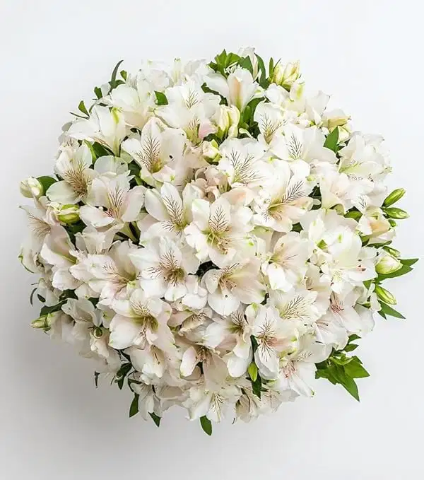 White Lilies of the Incas - Ramos