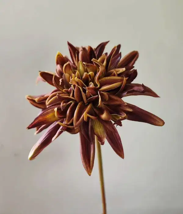 Tall Vintage Dahlia Florals - Ramos