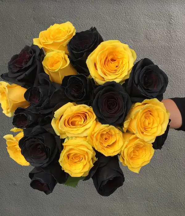 Shadowbeam Roses - Ramos