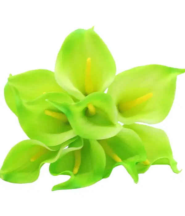 Lime Green Calla Lily Bouquet - Ramos