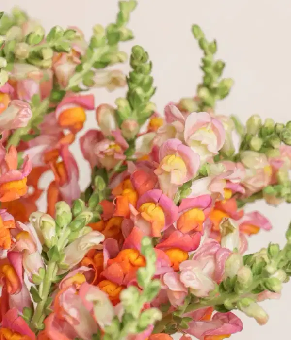 Grand Helene Orange Snapdragon Flowers - Ramos