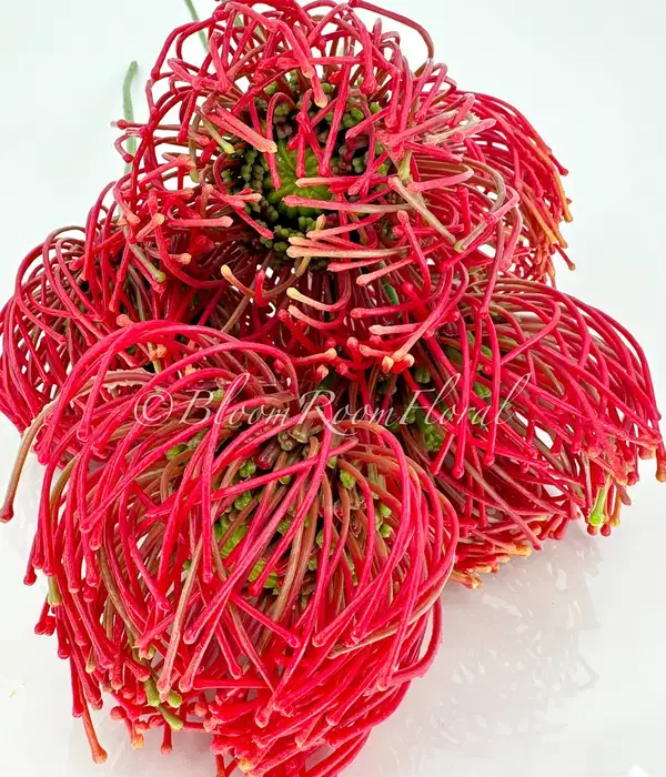 Red Protea Artificial Flowers - Ramos