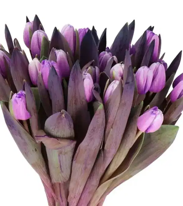Painted Purple Tulip Bouquet - Ramos